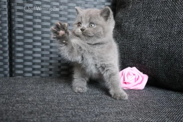 cuccioli di british shorthair | Foto 0