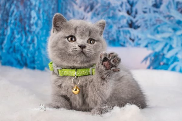 cuccioli di british shorthair