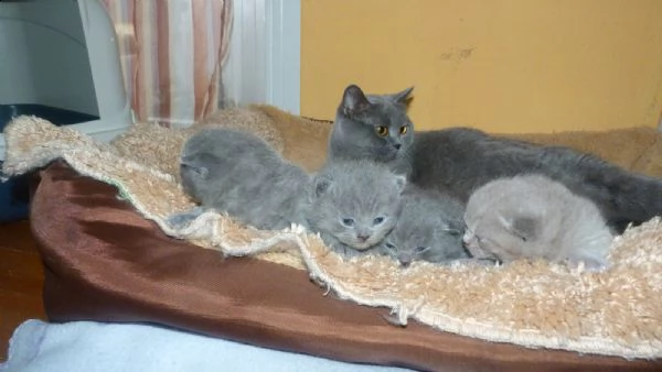 british shorthair cuccioli con pedigree anfi | Foto 2