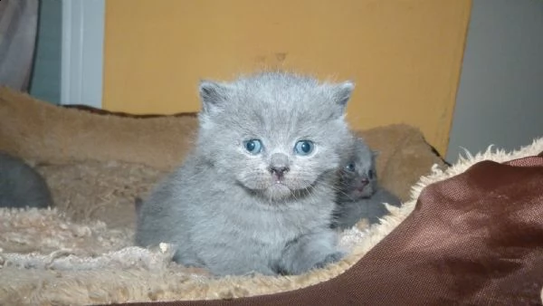 british shorthair cuccioli con pedigree anfi | Foto 1