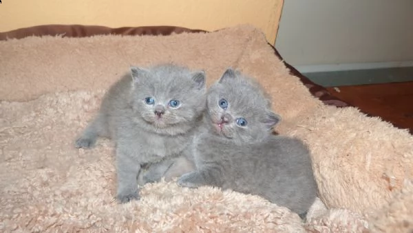 british shorthair cuccioli con pedigree anfi | Foto 0