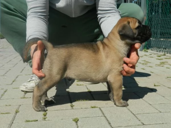 bullmastiff ultimo cucciolo disponibile. alta genealogia