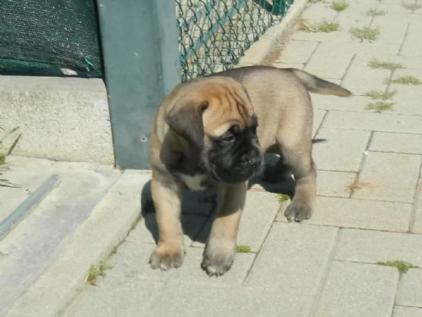 bullmastiff ultimo cucciolo disponibile. alta genealogia | Foto 3