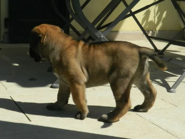 bullmastiff ultimo cucciolo disponibile. alta genealogia | Foto 1