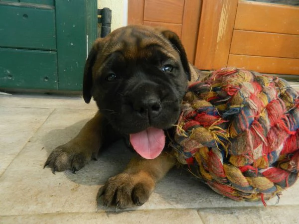 bullmastiff ultimo cucciolo disponibile. alta genealogia | Foto 0