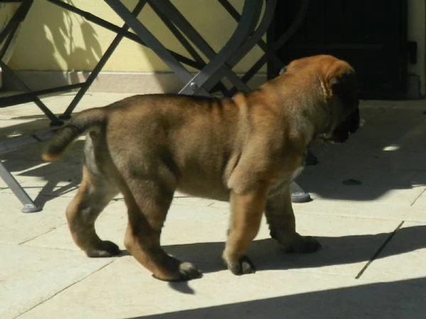 cucciolo bullmastiff pedigree enci | Foto 1