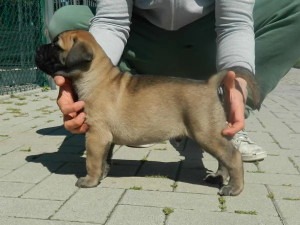 cucciolo bullmastiff alta genealogia