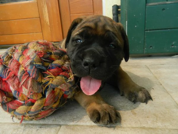 cucciolo bullmastiff alta genealogia | Foto 6