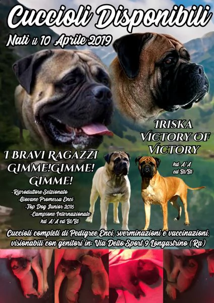 cucciolo bullmastiff alta genealogia | Foto 4