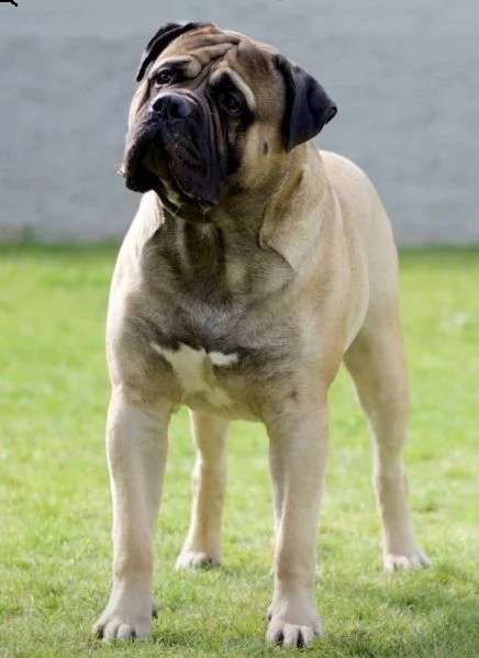 cucciolo bullmastiff alta genealogia | Foto 2