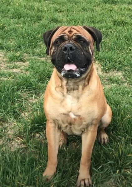 cucciolo bullmastiff alta genealogia | Foto 0