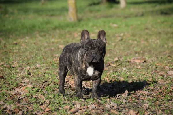 stallone per monta bouledogue francese | Foto 2