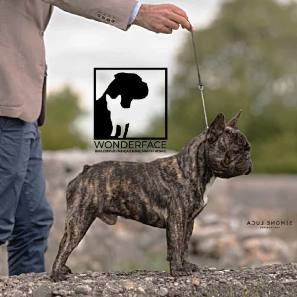 stallone per monta bouledogue francese