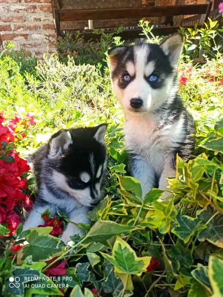 Cucciole di Husky