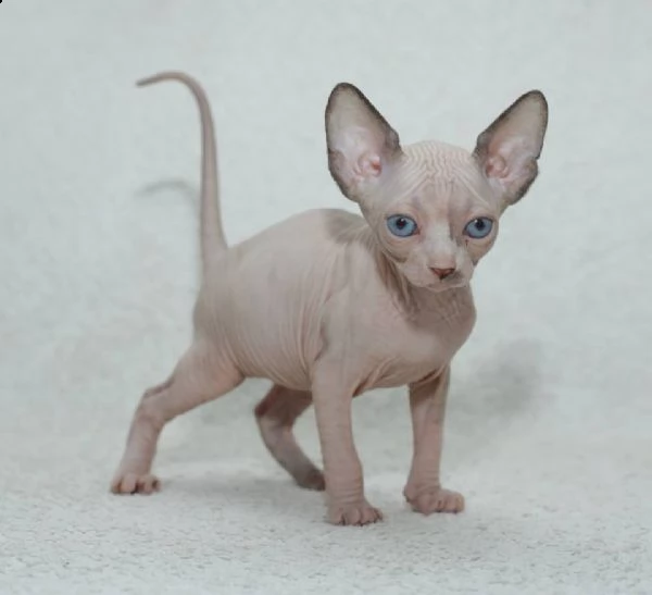 cuccioli di sphynx  | Foto 3