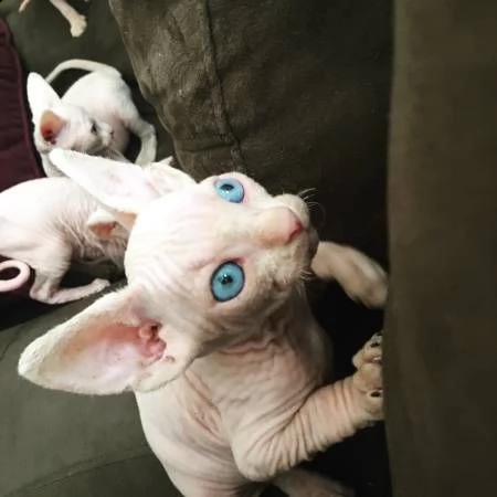 cuccioli di sphynx  | Foto 1