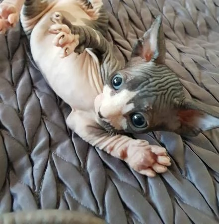 cuccioli di sphynx 