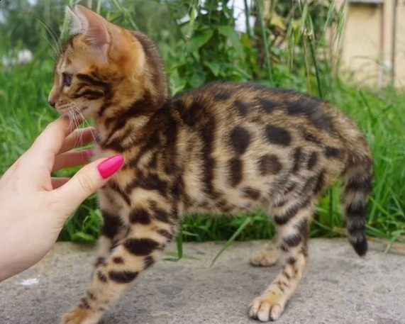 adorabili cuccioli bengala | Foto 0