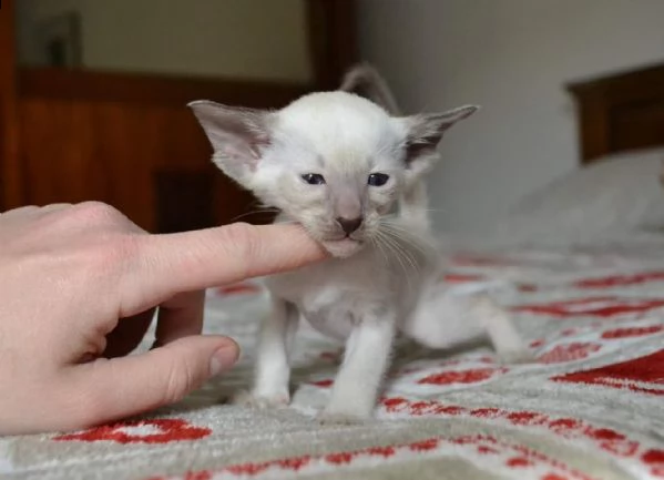 gattini di orientale | Foto 0