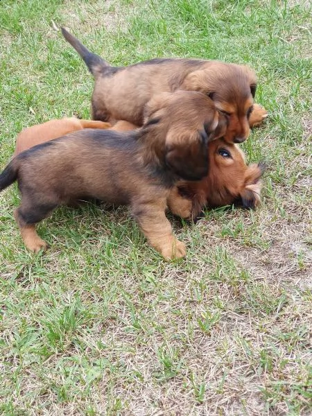 3 cuccioli bassotto disponibili | Foto 0