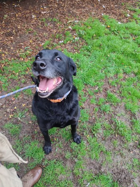 hippy 7/8 anni femmina simil labrador 