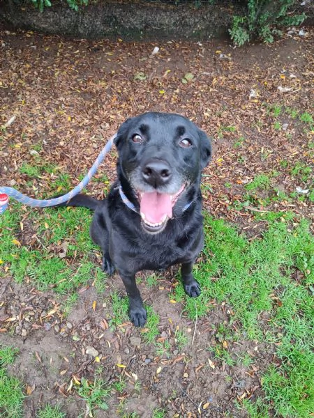 hippy 7/8 anni femmina simil labrador  | Foto 0