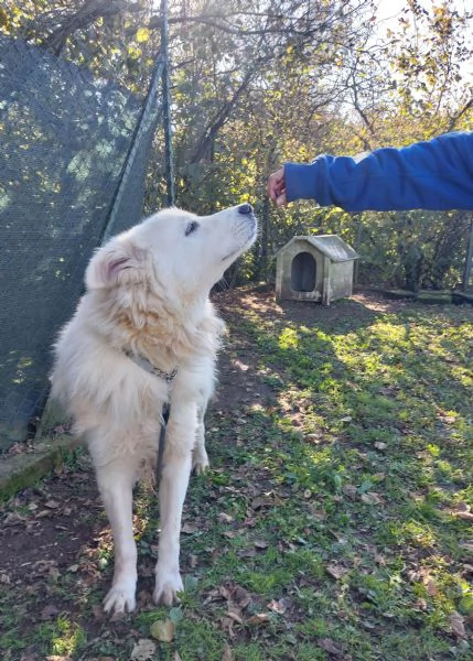 Thor pastore abruzzese | Foto 0