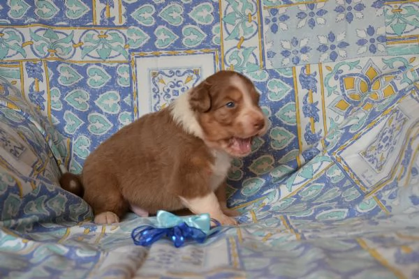 Cuccioli di Pastore Australiano  | Foto 5