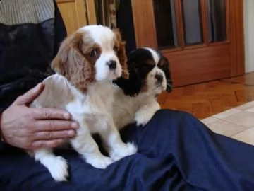 stupendi cuccioli cuccioli di cavalier king