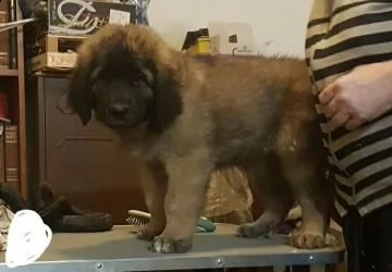 cuccioli leonberger disponibili