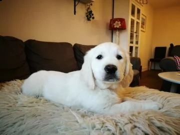 cuccioli di golden retriever