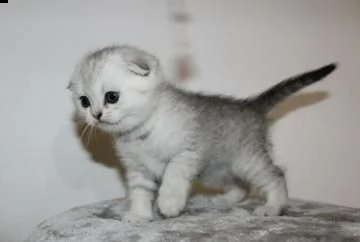 dolcissimi cuccioli scottish fold