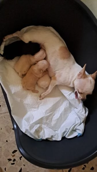  Cuccioli di Chihuahua