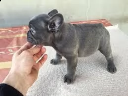 cucciolotti di bouledogue francese