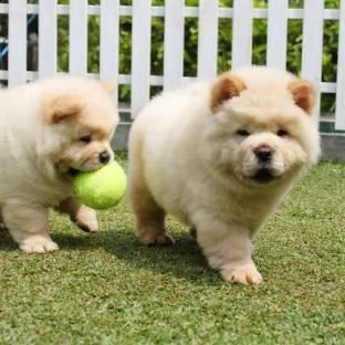 chow chow cuccioli con pedigree