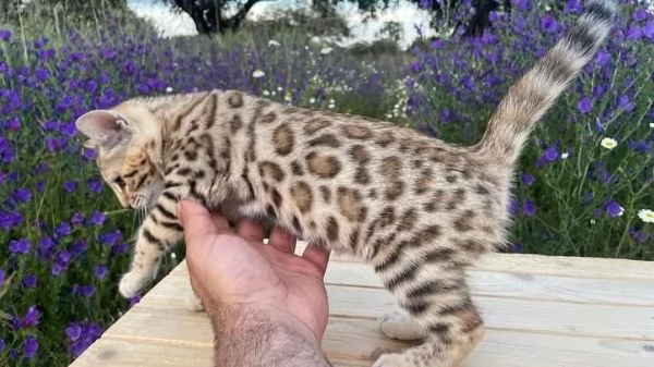 Cuccioli di bengala bellissimi  | Foto 3