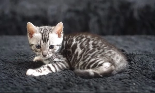 Cuccioli di bengala bellissimi  | Foto 0