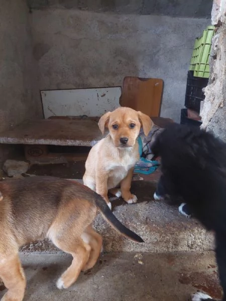 Regalo cuccioli cane incrocio labrador 