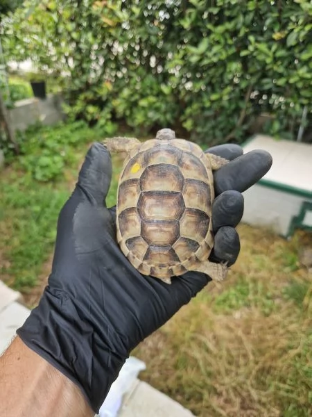 Tartarughe Marginata e Boettgeri  | Foto 6