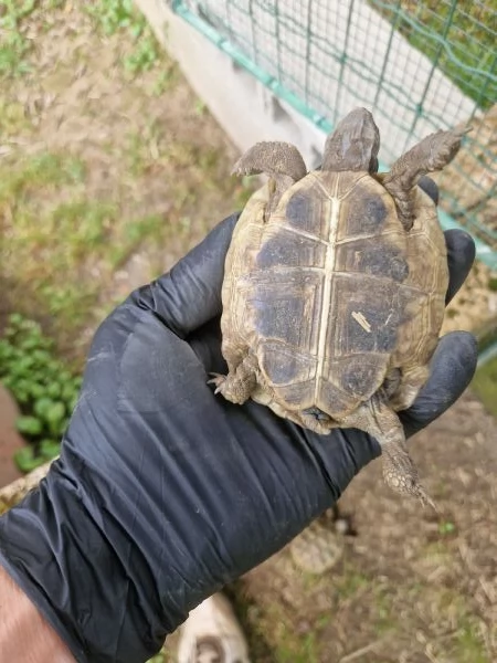 Tartarughe Marginata e Boettgeri  | Foto 5