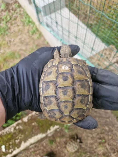 Tartarughe Marginata e Boettgeri  | Foto 4