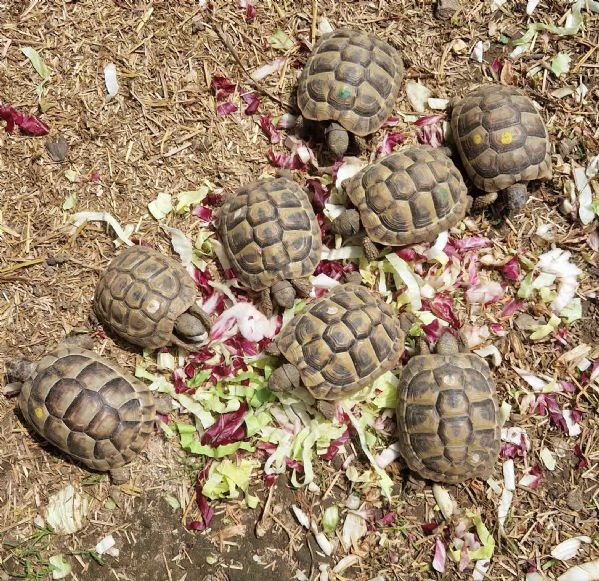 Tartarughe Marginata e Boettgeri  | Foto 3