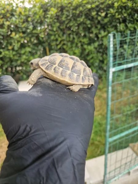 Tartarughe Marginata e Boettgeri  | Foto 2