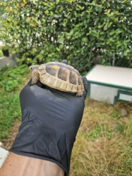 Tartarughe Marginata e Boettgeri  | Foto 1