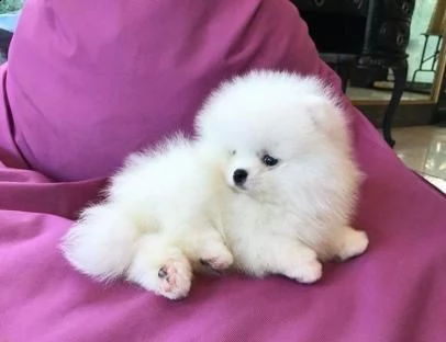  cuccioli di  pomerania toy