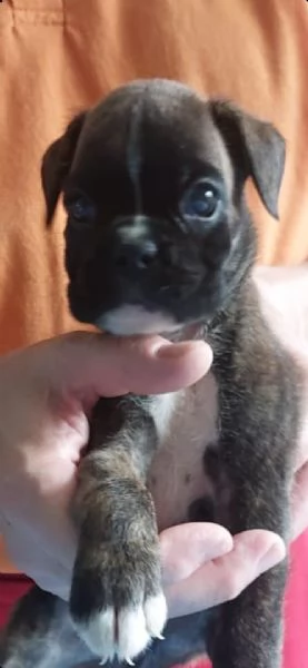 Boxer cuccioli 