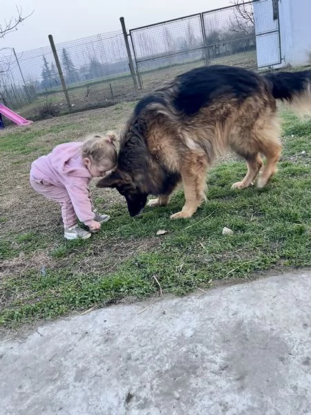 Cucciolo pastore tedesco  | Foto 4