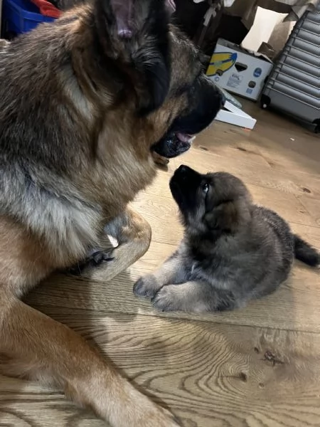 Cucciolo pastore tedesco  | Foto 3