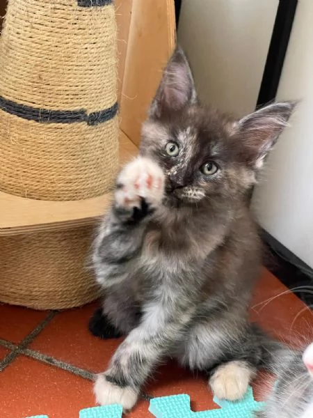 Femminuccia Maine Coon 