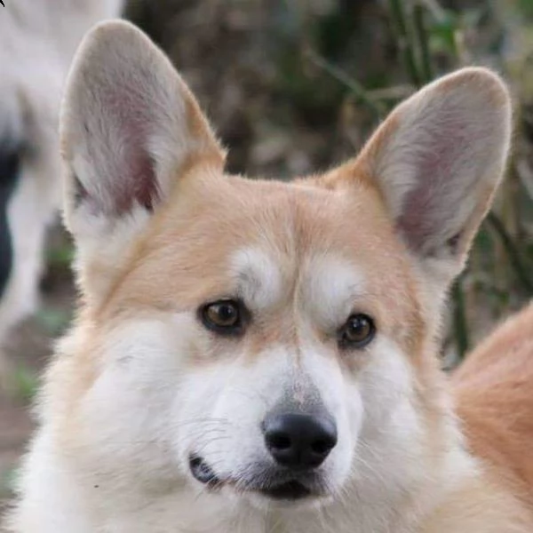 Cerco Corgi In Adozione